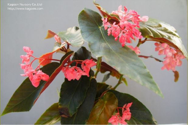 B. ‘Pink Crystal’